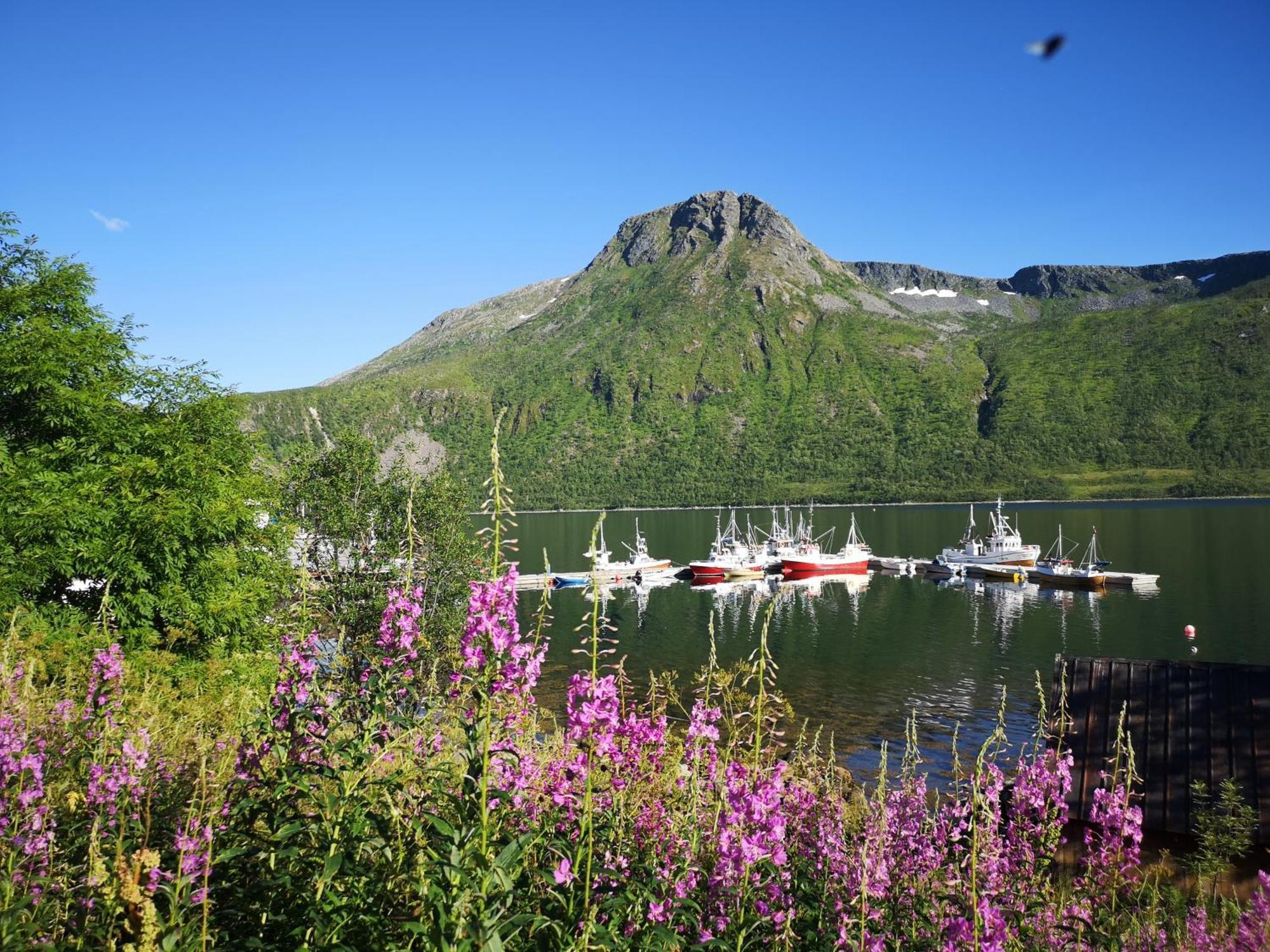 Ferrytale, Cozy, Spacious House On Senja Gryllefjord 외부 사진