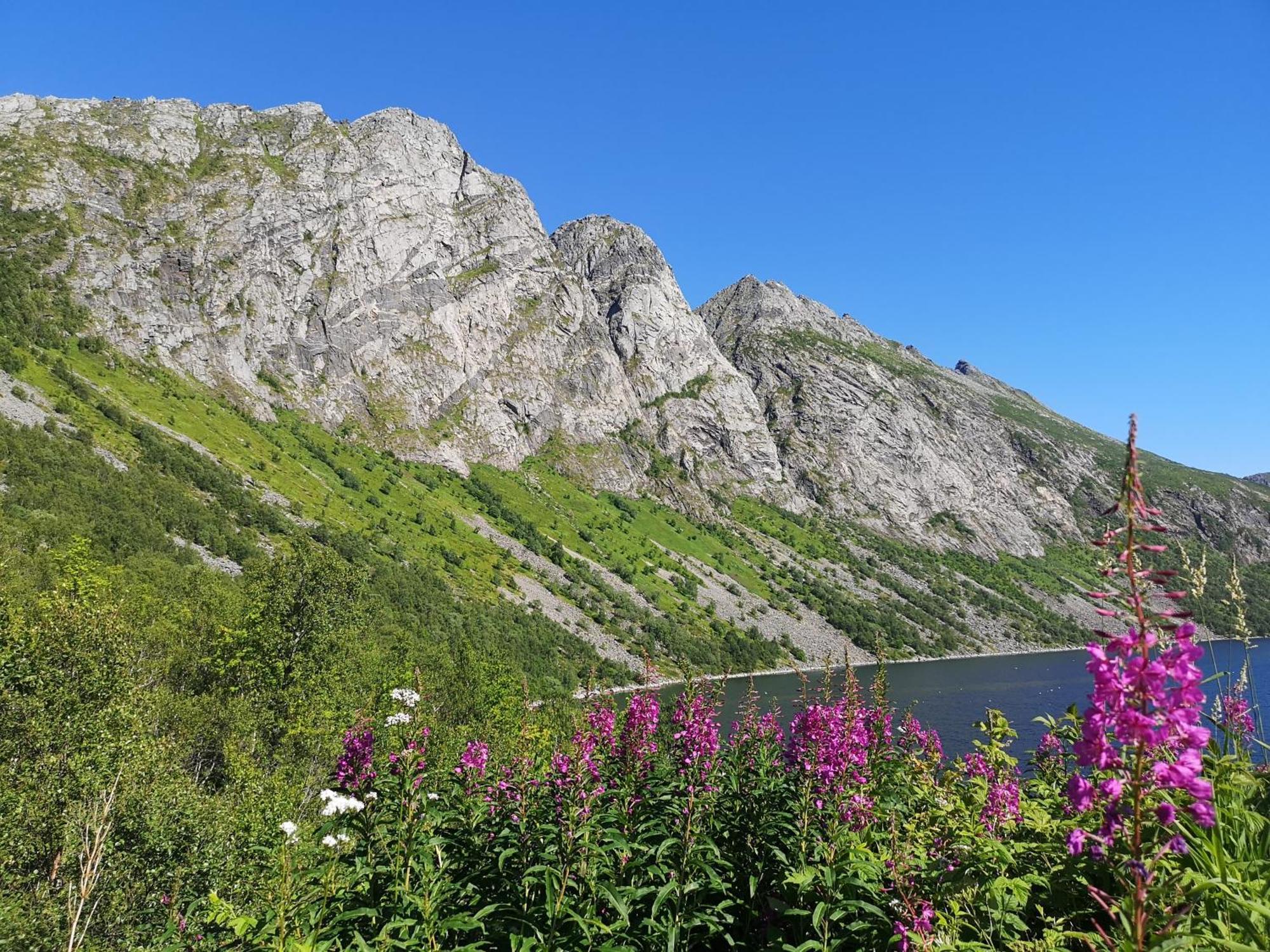 Ferrytale, Cozy, Spacious House On Senja Gryllefjord 외부 사진